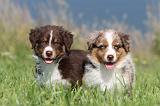 BERGER AUSTRALIEN PUPPIES 091